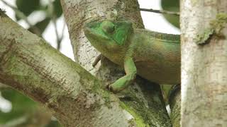 Female Parsons chameleon Calumma parsonii [upl. by Debi]