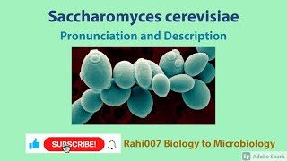 Saccharomyces cerevisiae YoutubeShorts [upl. by Ynotna]