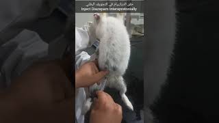 Effects of Diazepam on Rabbit تأثير عقار الديازيبام على الارنب [upl. by Derwin]