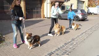 VDH Shelties vom Ponyhügel Ringtraining mit Galeno Hero und Jody [upl. by Saidel]