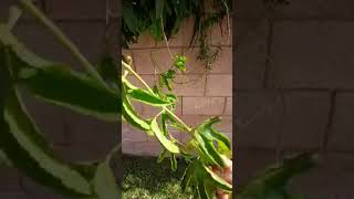 loroco🙏 garden plantas agricultura agriculture healthy organic video naturaleza nature God [upl. by Pierrette]