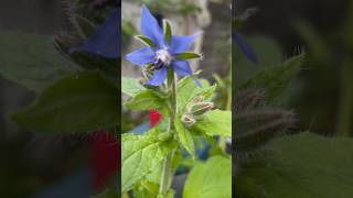 Plant Lessons  18 borage plant enjoynaturetoday enjoynature moodbooster fallgarden wellbeing [upl. by Nedry]