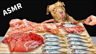 Best ASMR Dog In The World PITBULL EATING RAW FOODS [upl. by Eerised]