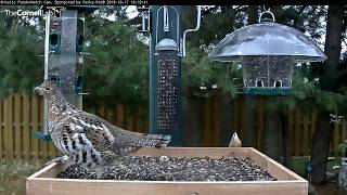 Ruffed Grouse Vocalizes Before Taking Off From Feeder Platform – Oct 17 2018 [upl. by Schlicher]