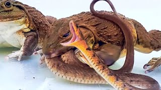 Hungry Asian Bullfrog Eats Big Angry Snake Mr Frog Live Feeding [upl. by Selhorst391]