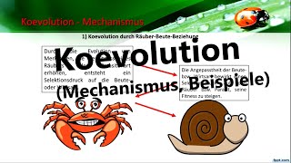 Was ist Koevolution Mechanismus Beispiele Biologie Evolution [upl. by Gylys559]