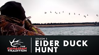 Eider Duck Hunt [upl. by Nesiaj]