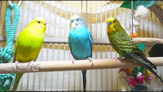 35 Hr Help Quiet Parakeets Sing by Playing This Budgies Chirping Help Depressed lonely sad Birds [upl. by Aihcats]