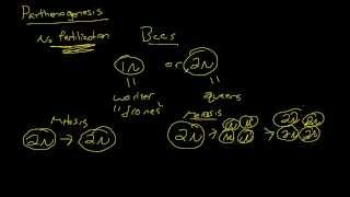 Biology  Parthenogenesis The Basics [upl. by Nibram467]