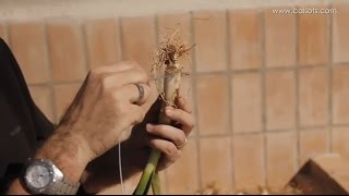 Calçots  Cómo hacer una calçotada con la técnica del alambre [upl. by Janene663]