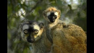 Beautiful Brown Lemurs At Mysore Zoo H D [upl. by Ehcar]