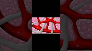 👆 lymph drainage of head and neck 🤔 [upl. by Baer]