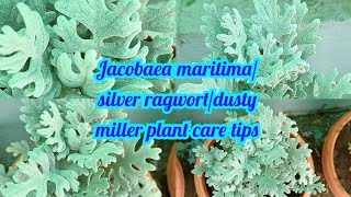 Jacobaea maritimasilver ragwortdusty miller plant careplant care tips [upl. by Aroon]