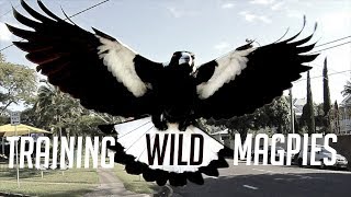 Training Australias Dangerous Magpies [upl. by Fleisig215]