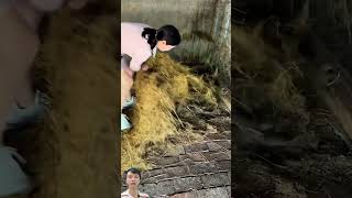 Nghề nuôi sóc animals satisfying foryou viralvideo [upl. by Olegnaid332]