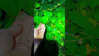 Finding a Gray Tree Frog 🐸 frogs nature [upl. by Asen]