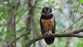 Spectacled Owl Pulsatrix perspicillata [upl. by Pavyer]