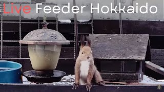 北海道の野鳥ライブカメラBird Feeder webcam in Hokkaido Japan [upl. by Hanako]