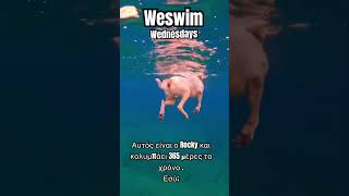 Weswim 365 days beach travel weswim dogswimming swimming dog openwaterswimming weewimgreece [upl. by Ylil]