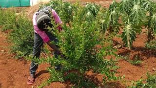 6 months Pomegranate plants shape cutting or pruning [upl. by Kared]