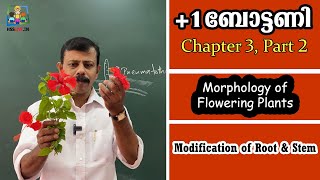 1 Botany  Chapter 3  Morphology of Flowering Plants Part 2  Malayalam  Hsslive [upl. by Atwahs]