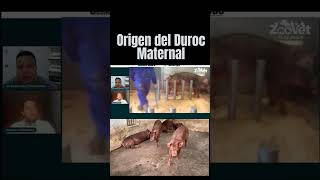 Conoce la raza porcina Duroc Maternal [upl. by Morril]