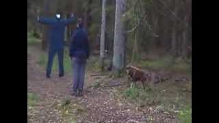 MH Finsk Lapphund Maijuntuvan Piiros Momenten Jakt Avstand Overall [upl. by Stuckey]