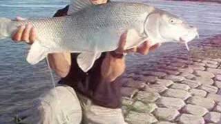 Monster Barbeel Barbel Fishing [upl. by Lundeen275]