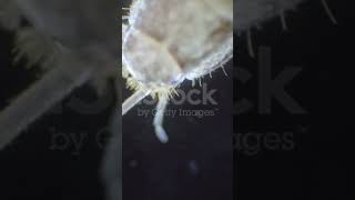 Silverfish Lepisma saccharina belongs to Class Insecta not fishes They are wingless [upl. by Enoved370]