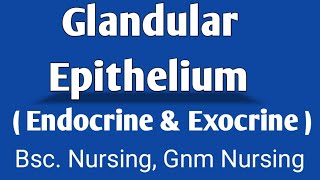 Glandular Epithelium  Endocrine Gland  Exocrine Gland [upl. by Dietz]