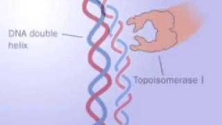 Topoisomerase 1 and 2 [upl. by Rafa335]