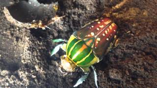 A perfect beetle for beginners  Mecynorrhina polyphemus [upl. by Eatnoed]