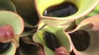 Heliamphora Gets Swarmed  but loves it [upl. by Sutit]