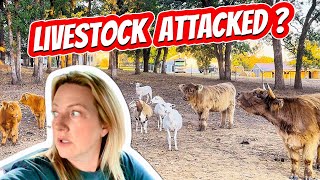 Unsolved MYSTERY Whats attacking our livestock [upl. by Trebmer549]