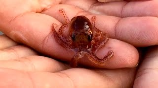 Adorable Baby Octopus Crawling on Hands [upl. by Ecirad]