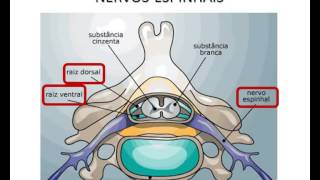 Medicina Veterinária Sistema Nervoso dos Animais Parte 1 [upl. by Ati]