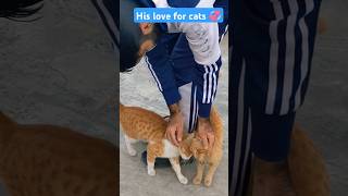 Cat lover 😻 youtubeshorts cat shorts [upl. by Niwred]