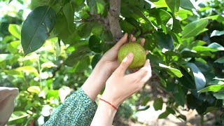 GLOBALink  Traditional delicacy on Liqiu solar term pear [upl. by Everest389]