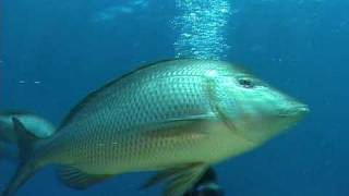 Spangled Emperor Lethrinus nebulosus [upl. by Barraza288]