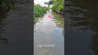 Finding Ornamental Fish Molly Fish in Toy Eggs capanimal fish shorts animals animal​ [upl. by Bottali]