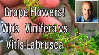 Grape Flowers Identify Vitis Vinifera vs Vitis Labrusca Common Grape vs Fox Grape [upl. by Asilrak565]