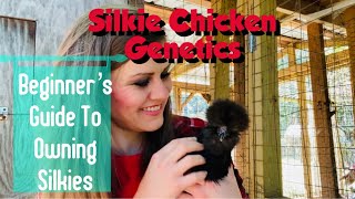 Silkie Chicken Genetics Beginner’s Guide To Owning Silkies [upl. by Ylrehc]