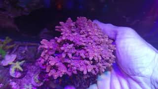 Cyphastrea decadia pink XL Coral gandalf [upl. by Odranar]