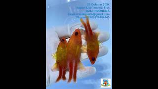 Susumi lineata Live Marine fish ikan hias air laut ikan hias aquarium ikan hias murah [upl. by Nyrhtak782]