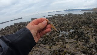 Pêche du bord à la crevette 🦐  Bar démeraude 5 novembre 2024 [upl. by Anah449]