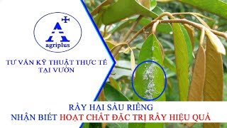 Rầy hại sầu riêng  Hoạt chất đặc trị Rầy hiệu quả [upl. by Ainirtak]