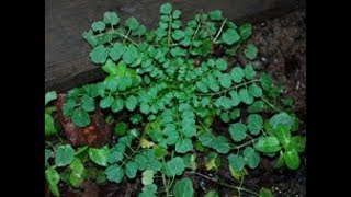 Hairy Bitter Cress Cardamine hirsuta on a rooftop [upl. by Midge515]