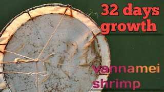 vannamei shrimp growth in 32 days  vannamei shrimp farmingvannameishrimpfarmingaquaculture [upl. by Eicyak859]