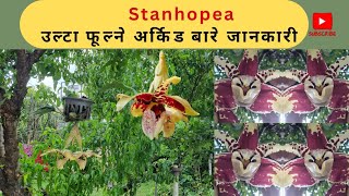 उल्टो फूल्ने अर्किड स्टानहोपिया बारे सम्पुर्ण जानकारी  Stanhopea Orchid with full information [upl. by Lorrimor787]