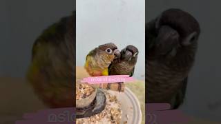 മടിയൻ പൊന്നു l My Pets mittu and Kallu  My companion 🥰parrottraining petbirds parrot mypet [upl. by Walke]